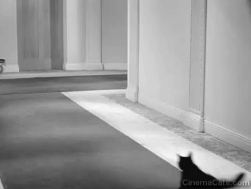 Keystone Hotel - black cat running around corner and peeking back at hotel detective Hank Mann animated gif