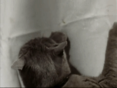 The Killer - blue shorthair cat pulling tablecloth and breaking goldfish bowl as woman Sonia Paul comes running animated gif