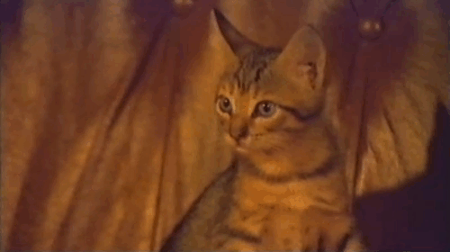 The Killer Wore Gloves - La muerte llama a las 10 - brown tabby kitten watching Mr. Lewis Carlos Otero being murdered animated gif