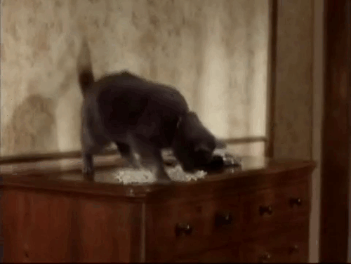 The Killer - blue shorthair cat jumping down past broken photo and frame and hiding under chair with frills animated gif