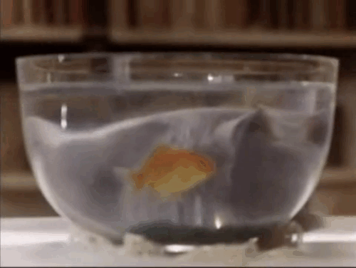 The Killer - woman Sonia Paul scolding blue shorthair cat for looking at goldfish in bowl animated gif