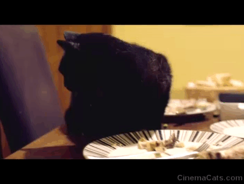 Kill List - black cat eating leftover food on kitchen table animated gif