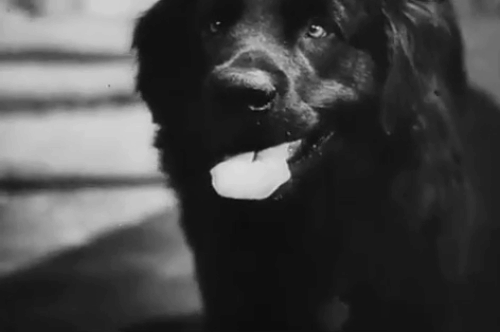 Der Kleine Muck - dog scaring away cats with bibs who scatter to escape animated gif