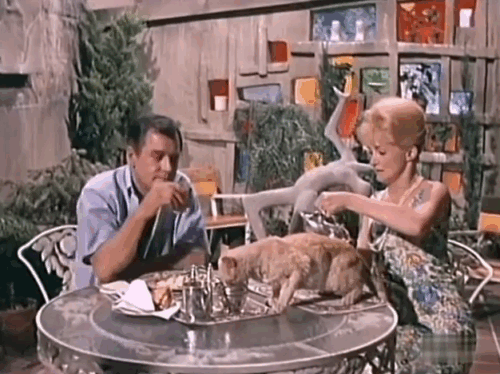 Kraft Suspense Theatre - The End of the World, Baby - Myrich Gig Young and Sarah Nina Foch who removes a ginger tabby cat from table animated gif