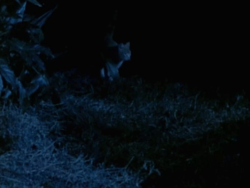 Land of the Giants - Double Cross - ginger tabby cat Scruffy appearing from woods then being scared off by Lobo Lane Bradford with Hook Willard Sage animated gif