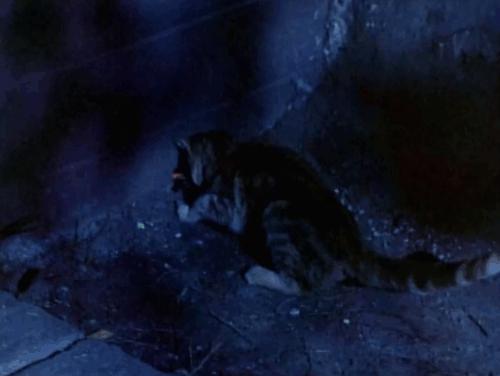 Land of the Giants - Double Cross - ginger tabby cat Scruffy looking through hole in wall at Burton Gary Conway animated gif