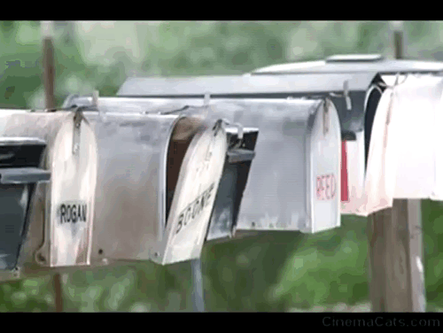 The Last Starfighter - orange tabby cat climbing out of mailbox animated gif