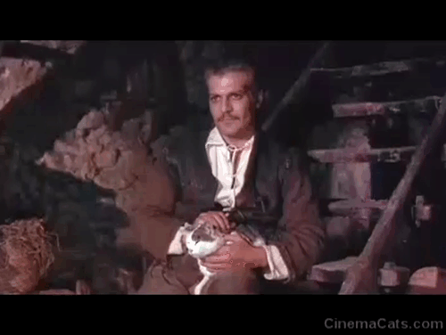 The Last Valley - Vogel Omar Sharif petting grey and white tabby cat on lap animated gif