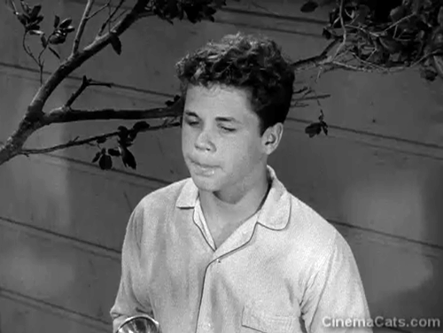 Leave it to Beaver - Cat Out of the Bag - Wally Tony Dow looking up at white Persian cat Puff Puff and Jerry Mathers stuck in tree animated gif