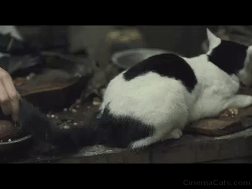 Les Misérables - tuxedo cat on table with tail being cut off animated gif