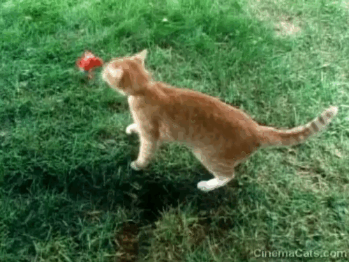 Let's Give Kitty a Bath - ginger and white tabby cat avoiding being caught in net by Amanda Jacobson animated gif