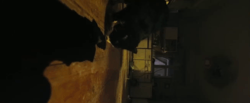 Life Eternal - Das ewige Leben - sideways view of tuxedo cat Erika licking blood from floor then running away as Johannes Silberschneider enters animated gif