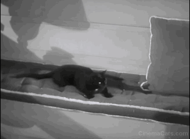 Lightning Strikes Twice - black cat Harriette hissing
