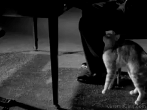 The List of Adrian Messenger - tabby cat Omar rubbing legs under desk animated gif