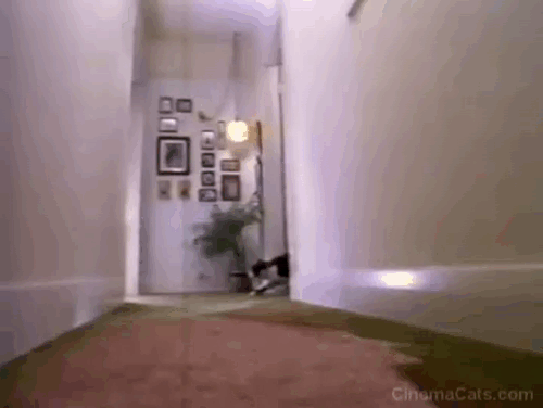 Little Bits and Pieces - Jim Stafford - tuxedo cat running down hallway animated gif