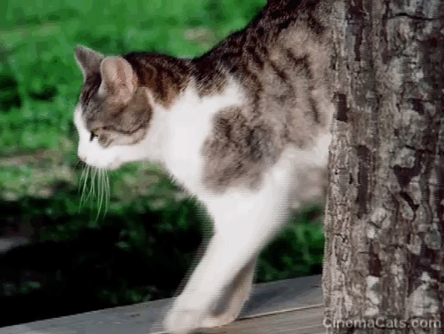 Little House on the Prairie - Circus Man - dog Jack Barney watching tabby and white cat on bench by tree animated gif