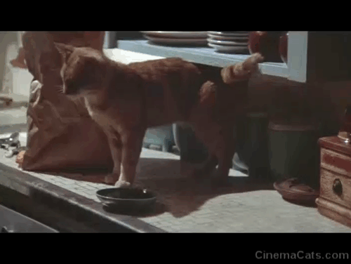 The Long Goodbye - ginger tabby cat rejecting food given to him by Philip Marlowe Elliot Gould and running out through cat door animated gif