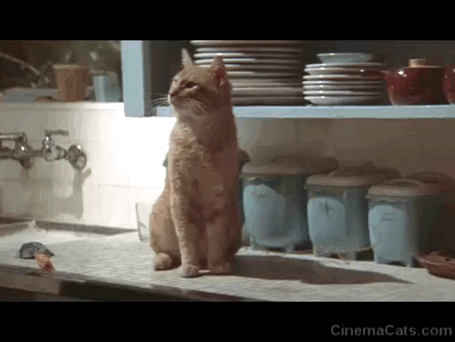 The Long Goodbye - ginger tabby cat dumping food given to him by Philip Marlowe Elliot Gould onto floor animated gif