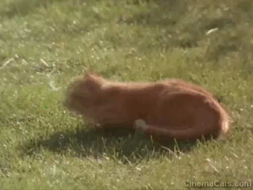 Lost and Found - ginger tabby cat being chased by German Shepherd across grass animated gif