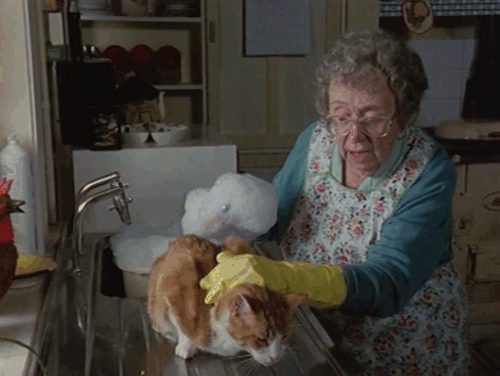 Lost for Words - Mrs. Longden Thora Hird washing ginger and white tabby cat Whiskey animated gif