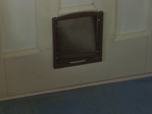 Lost for Words - ginger and white tabby cat Whiskey coming through cat flap and being picked up by Deric Peter Postlewaite animated gif