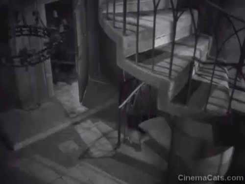 The Lost Moment - Venable Robert Cummings following tabby cat up spiral staircase animated gif