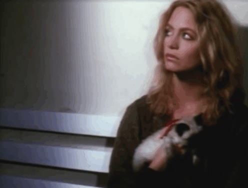 Lovers and Liars - Guido Giancarlo Giannini and Anita Goldie Hawn with Siamese kitten Tricky animated gif