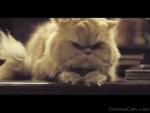 Love in the Time of Cholera - ginger Persian cat on table watching Florentine Javier Bardem and Sara Laura Harring make love animated gif