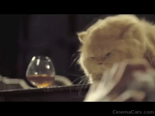 Love in the Time of Cholera - ginger Persian cat jumping off table and scratching Florentine's backside animated gif