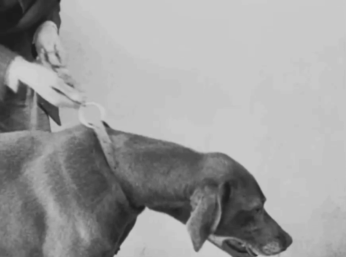 The Lucky Dog - longhair tabby cat spotted by dog and chased into dog show dragging Stan Laurel animated gif