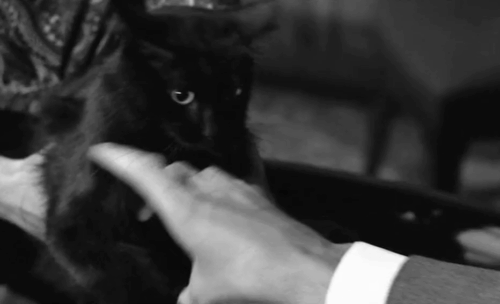 Lucky Jo - inspector Jean Pierre Rambal wiggling fingers in the face of aggravated black cat Napoleon animated gif