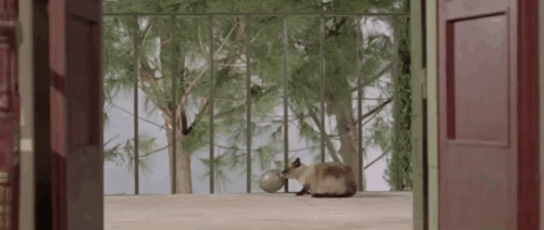 Il lungo, il corto, il gatto - The Long, the Short and the Cat - seal point Siamese cat Archibald nuzzling egg shaped bomb on balcony with Franco Franchi, Ciccio Ingrassia and Gina Ivy Holzer animated gif