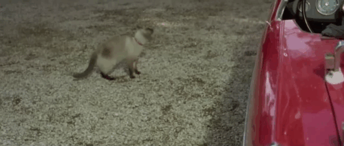 Il lungo, il corto, il gatto - The Long, the Short and the Cat - seal point Siamese cat Archibald nosing keys of car while Franco Franchi, Ciccio Ingrassia and Gina Ivy Holzer are held captive animated gif