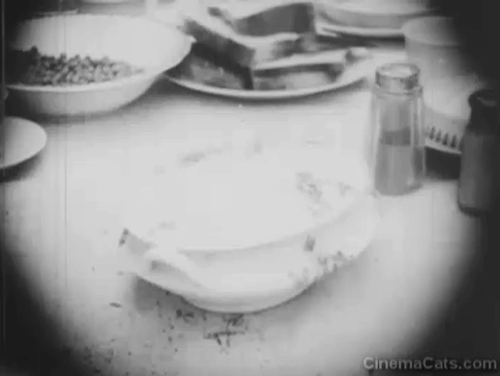 Madcap Ambrose - table of boarders surprised at tiny tabby kitten emerging from covered dish animated gif