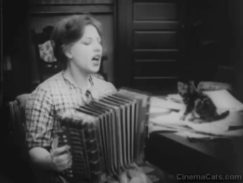 Madcap Ambrose - Rosie Polly Moran playing accordian and serenading tiny tabby kitten animated gif