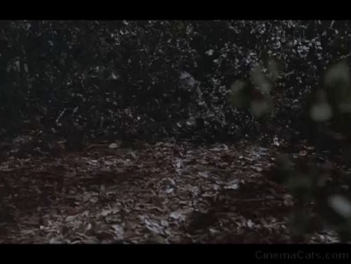 Magic - tabby cat running in woods then standing and looking animated gif