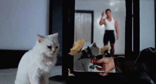 Magic Cop - Qu mo jing cha - flower flying apart and Eddie Frankie Chi-Leung Chan disappearing from mirror going into longhair white cat's eyes animated gif