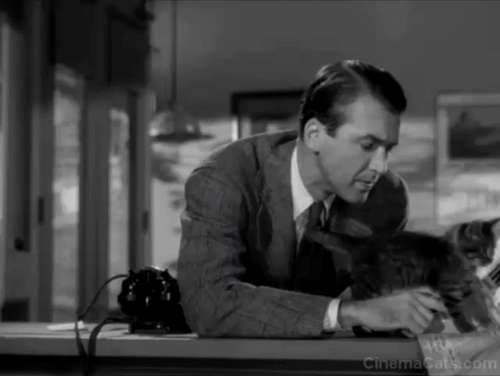 Magic Town - tabby kitten Panther standing on newspaper with Rip James Stewart animated gif