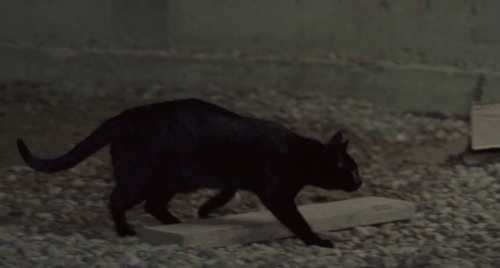 The Maiden - black cat crossing construction site to climb into lap of Kyle Jackson Sluiter animated gif