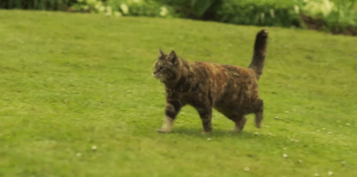 Malory Towers - The Lost Treasure - Matron Ashley McGuire feeding kippers to torbie cat Kenny animated gif