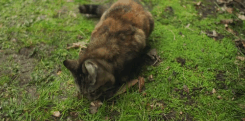 Malory Towers - The Stray - Ellen Carys John discovering torbie cat Kenny eating kipper animated gif