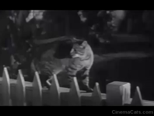 Man Afraid - tabby cat afraid on white picket fence animated gif