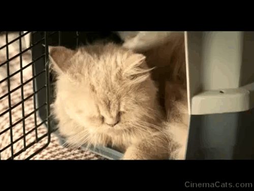 Master - cream Persian cat in carrier beside JD Thalapathy Vijay animated gif
