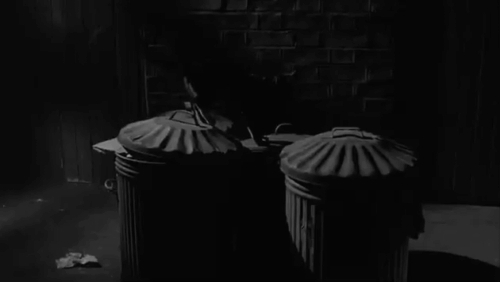 A Matter of Choice - tortoiseshell cat on trash cans animated gif