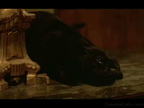 May Fools - Milou en Mai - angry black cat crouching on table hissing and clawing animated gif