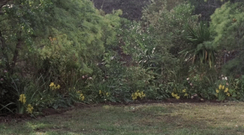The Mechanic - ginger tabby cat and two Yorkshire terriers leaping from white iron chair as motorcycle approaches animated gif