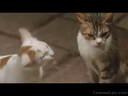 Medea - ginger and white and brown and white tabby cats licking lips and drinking milk animated gif