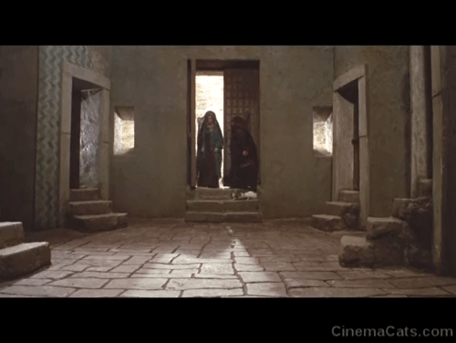 Medea -  brown and white tabby cat on step and ginger and white running away as Maria Callas enters animated gif