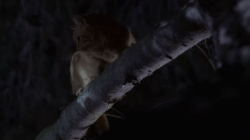 Medium - We Had a Dream - ginger tabby cat Quincy sitting on tree branch ignoring woman animated gif