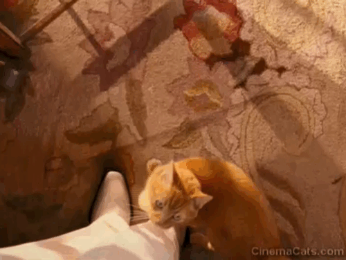 Meet Dave - orange tabby cat Boris being kicked by Dave Eddie Murphy animated gif